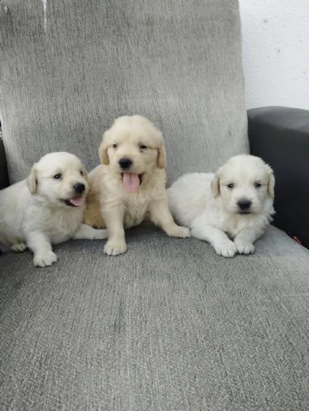 regalo cuccioli golden retriever whatsapp ( 0039 353 317 4023 ) | Foto 2