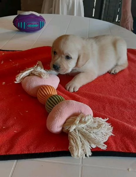 regalo cuccioli di labrador whatsapp ( 0039 353 317 4023 ) | Foto 2