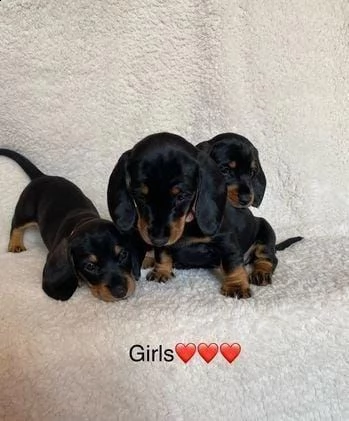 regalo simpatico bassotto whatsapp ( 0039 353 317 4023 ) | Foto 2