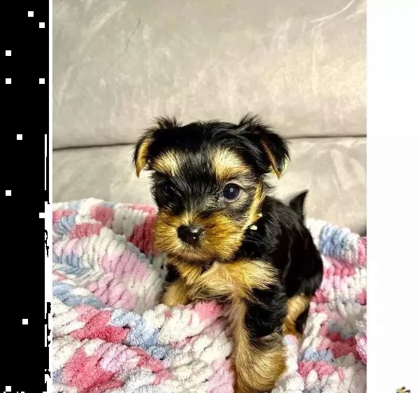 regalo simpatici cuccioli di yorkie whatsapp ( 0039 353 317 4023 ) | Foto 2