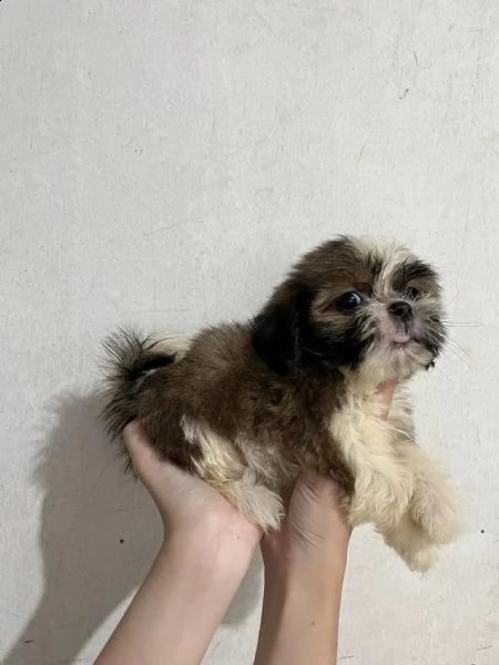 shitzu cuccioli maschio e femmina | Foto 0