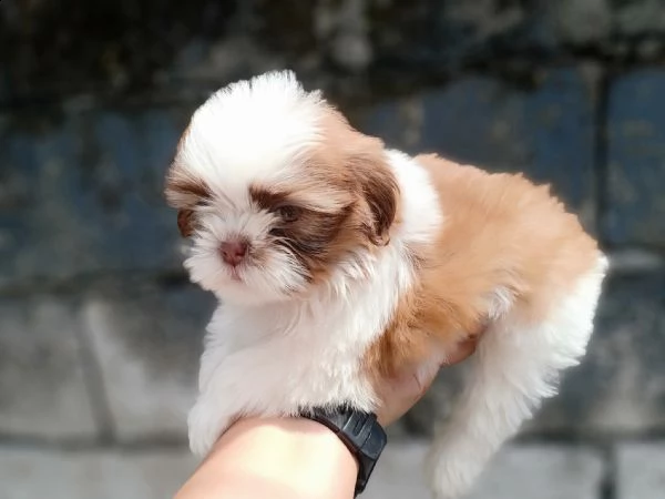 cuccioli di shih-tzu | Foto 0