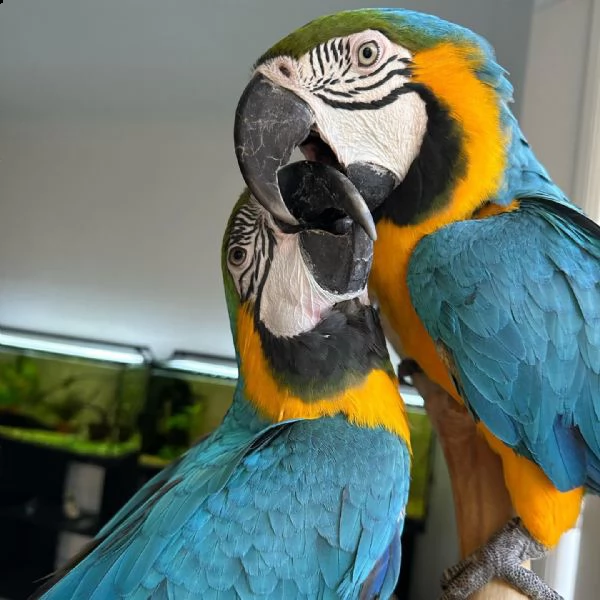 pappagallo accoppiato disponibile | Foto 0