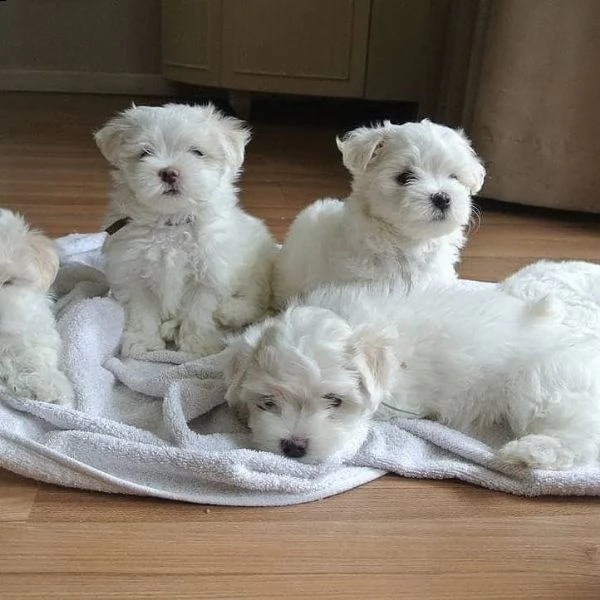 dolcissimi cuccioli maltesi di razza pura