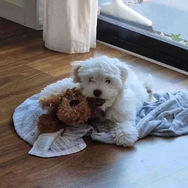 dolcissimi cuccioli maltesi di razza pura | Foto 1