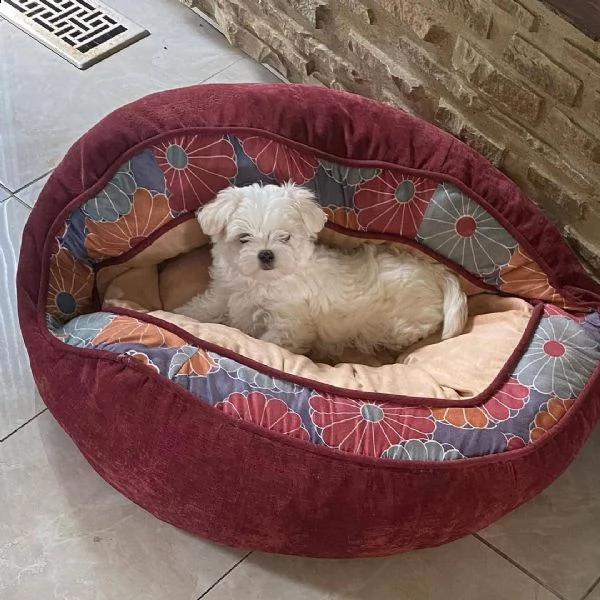 cuccioli di maltese taglia piccola