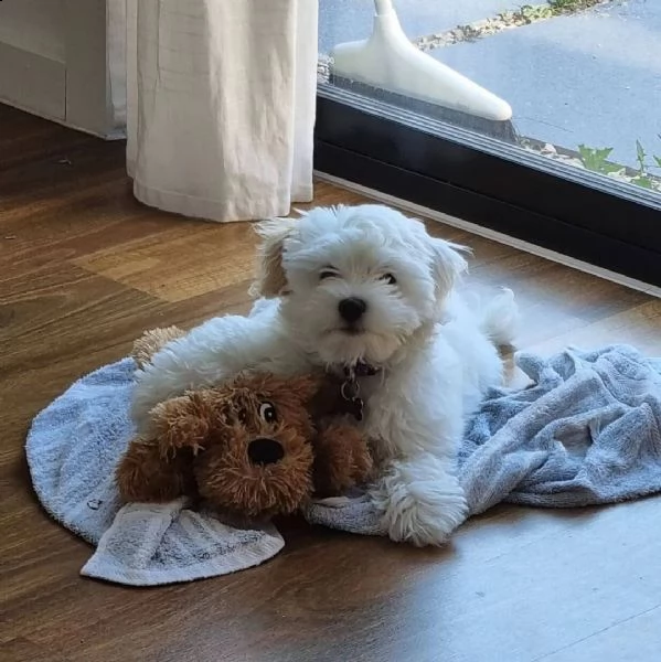 cuccioli di maltese taglia piccola | Foto 1