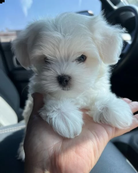 cuccioli maltesi super adorabili (+393512351560)