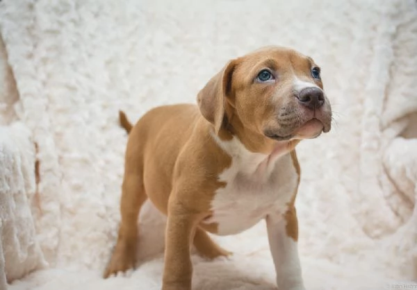 Cuccioli di Pitbull Terrier