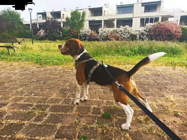 beagle maschio disponibile per accoppiamento