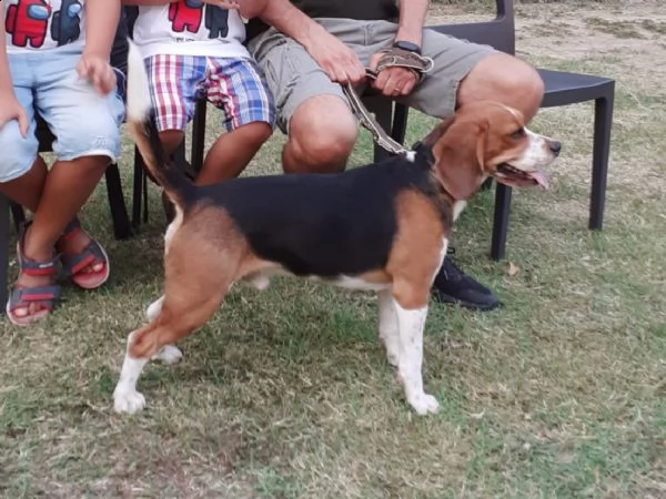 beagle maschio disponibile per accoppiamento | Foto 1