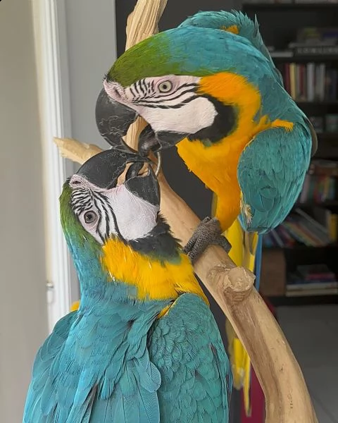 perroquet ara jumelé disponible.