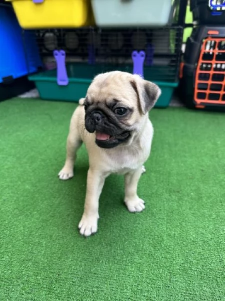 regalo cuccioli di carlino whatsapp ( 0039 353 317 4023 ) | Foto 2