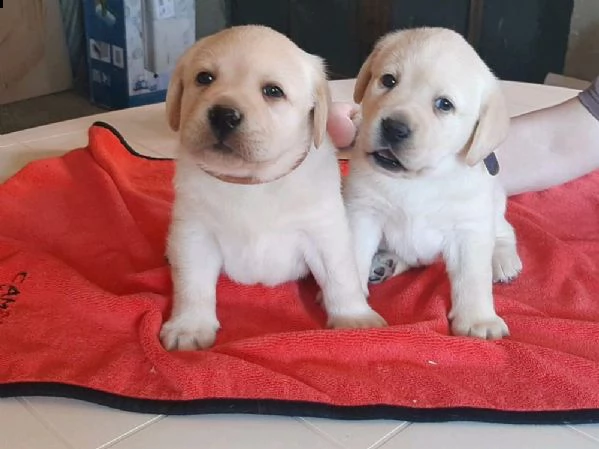 regalo cuccioli di labrador whatsapp ( 0039 353 317 4023 )