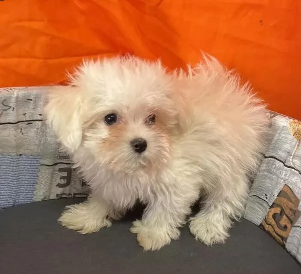 regalo simpatici cuccioli maltesi whatsapp (0039 353 317 4023) | Foto 1