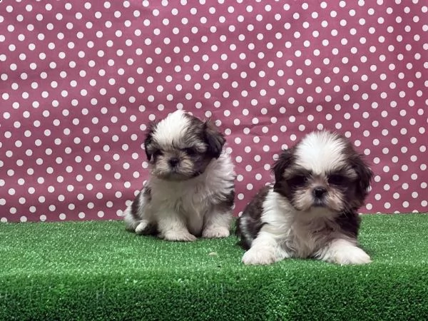 regalo simpatici cuccioli shih tzu whatsapp (0039 353 317 4023) | Foto 1