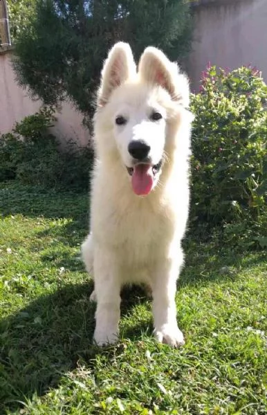 pastore svizzero bianco cuccioli