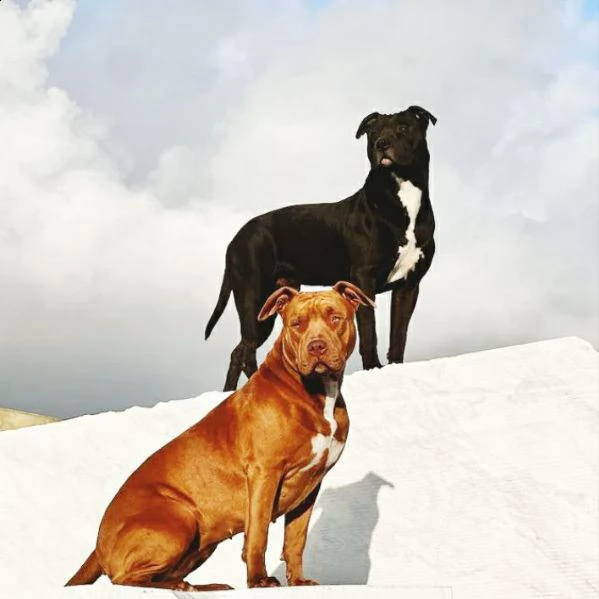 american pitbull terrier ukc | Foto 3