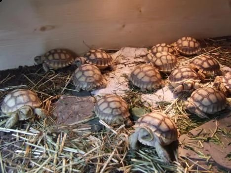 tartarughe in vendita