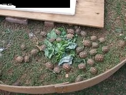 vendo simpatiche tartarughe.