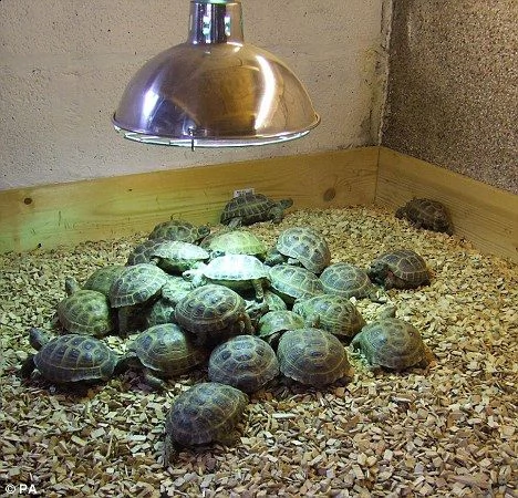 tartarughe radiate in vendita