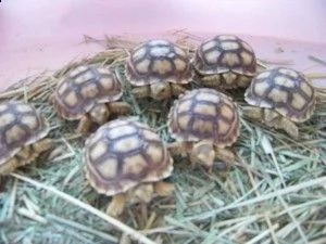 varie specie di tartarughe in vendita