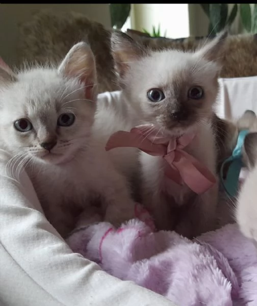 Siamese thai | Foto 10