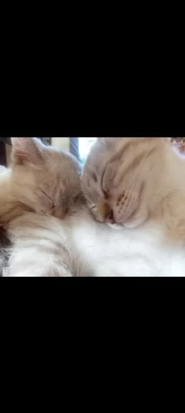 Siamese thai | Foto 9