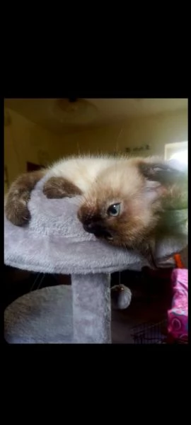 Siamese thai | Foto 8