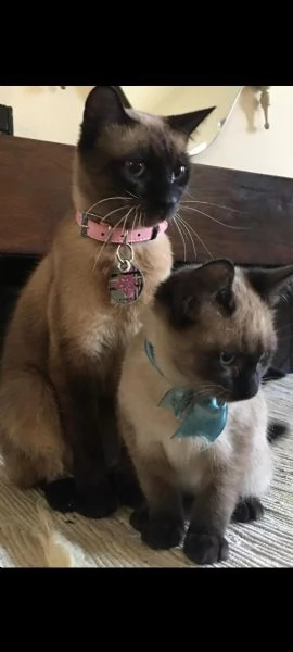 Siamese thai | Foto 5