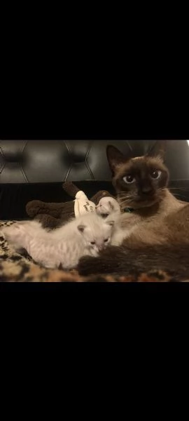 Siamese thai | Foto 4