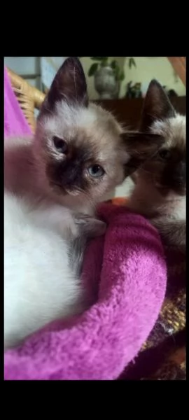 Siamese thai | Foto 3