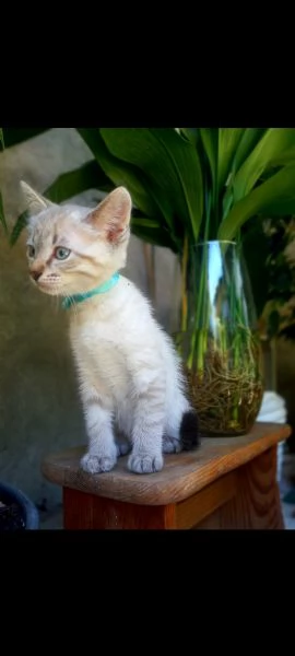 Siamese thai | Foto 1