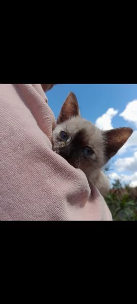 Siamese thai | Foto 0