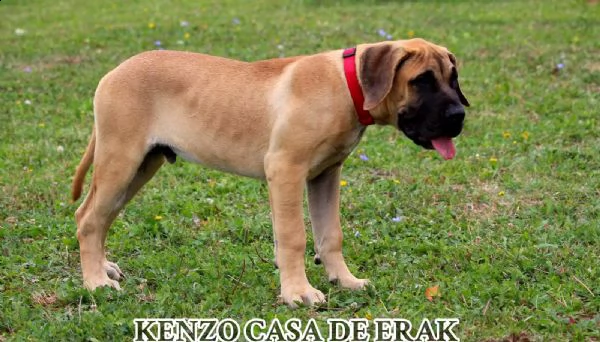 presa canario bellissimi cuccioli | Foto 6