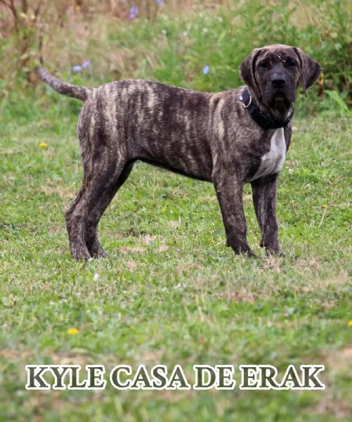 presa canario bellissimi cuccioli | Foto 5