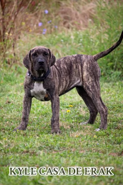 presa canario bellissimi cuccioli | Foto 4