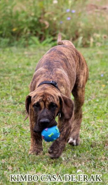 presa canario bellissimi cuccioli | Foto 3