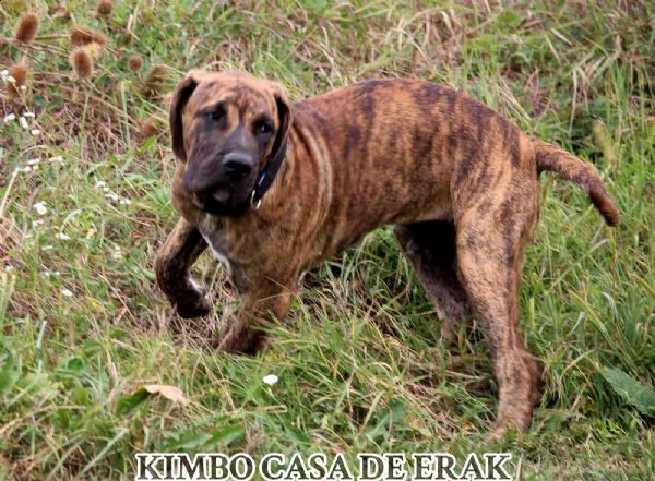 presa canario bellissimi cuccioli | Foto 2