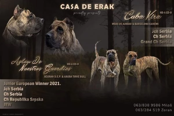 presa canario bellissimi cuccioli