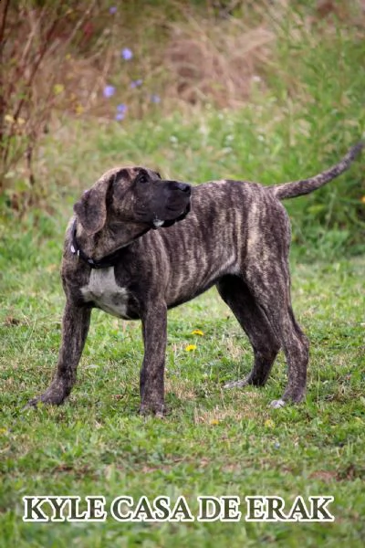 presa canario bellissimi cuccioli | Foto 1