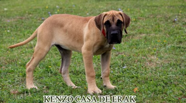 presa canario bellissimi cuccioli | Foto 0