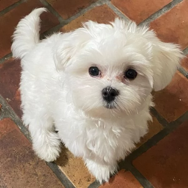 due simpatici cuccioli di maltese (+393512351560)