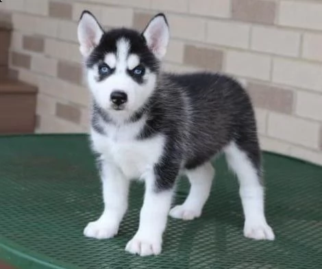 disponibile cucciola di siberian husky(3)
