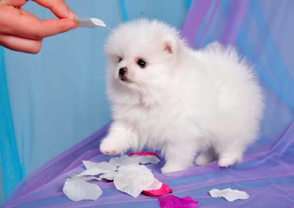 spitz di pomerania nano/bianco!!!
