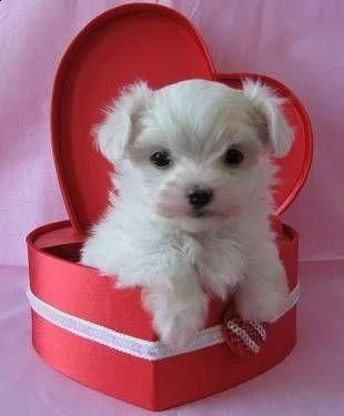 bellissimi cuccioli maltesi akc teacup disponibili per l'adozione per la tua famiglia abbiamo due be | Foto 0