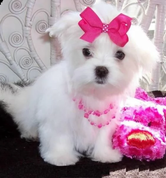 bellissimi cuccioli maltesi akc teacup disponibili per l'adozione per la tua famiglia abbiamo due be