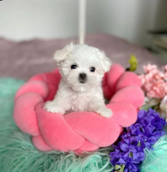 adorabili cuccioli maltesi per amanti degli animali maschi e femmine i cuccioli sono carini. a propo