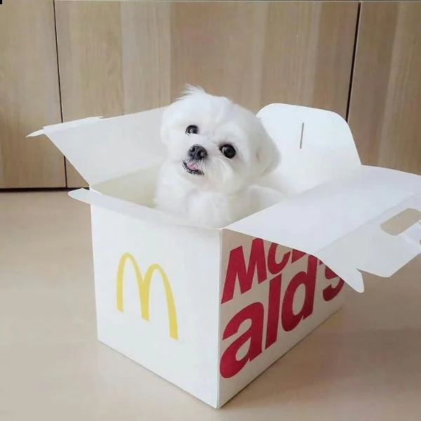 adorabili cuccioli maltesi per amanti degli animali maschi e femmine i cuccioli sono carini. a propo | Foto 0