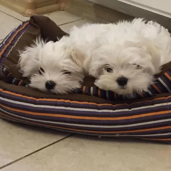 bellissimi cuccioli di maltese teacup in vendita bellissimi cuccioli di teacup maltese pronti per og | Foto 0
